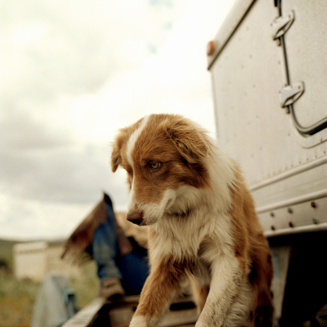 2oc-up-dog.webres