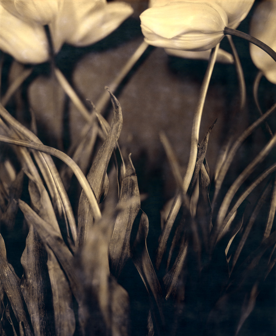 Flowers.flat.webres