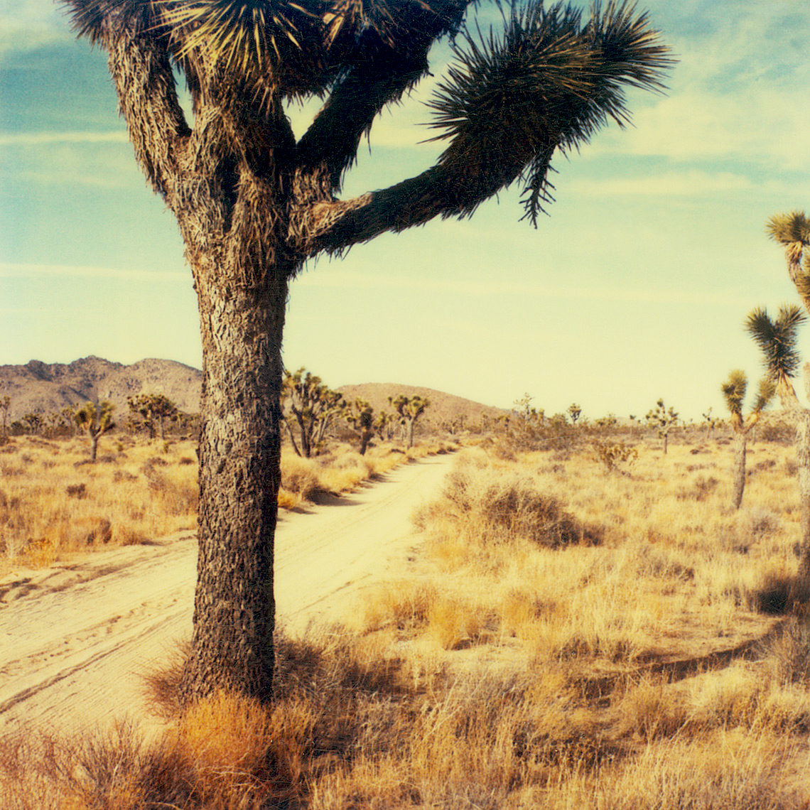 joshuatree.bright.webres